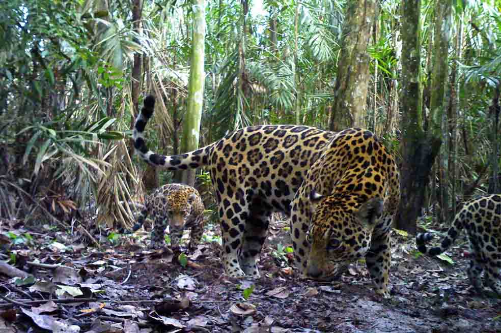 Manual para conocer los felinos de Colombia disponible en las bibliotecas de las principales universidades