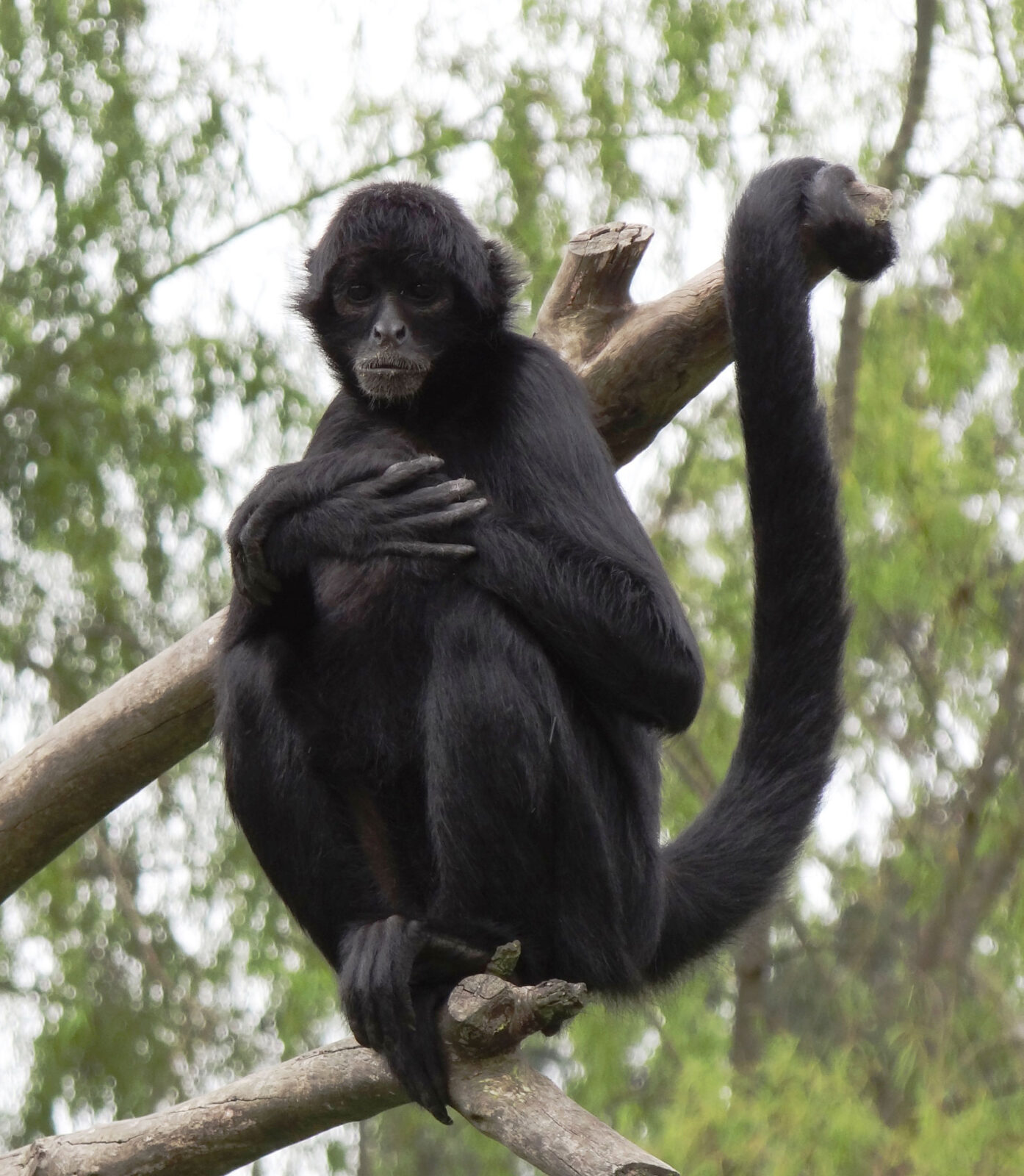 Terminada la primera temporada de monitoreo comuntiario del mono araña y otros primates de los corredores de conservación en la zona de influencia del SFF Los Colorados