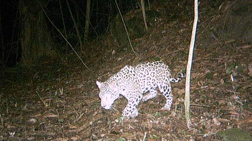 El jaguar, un grande en búsqueda de protección