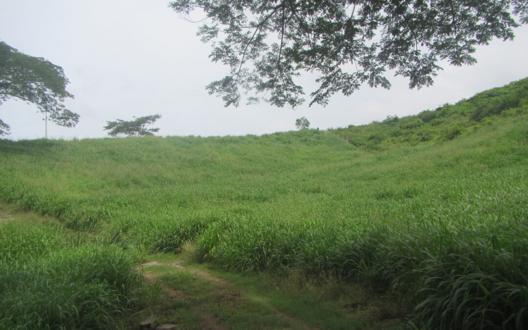 Ambientalista y 13 familias se unieron para recuperar corredor biológico en Montes de María