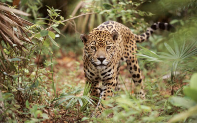 Corpamag y Fundación Herencia Ambiental unidos por la protección de los jaguares en la Sierra