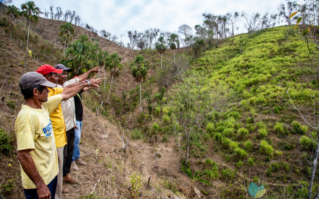 Proyecto protege 5.000 hectáreas de bosque seco tropical en Montes de María