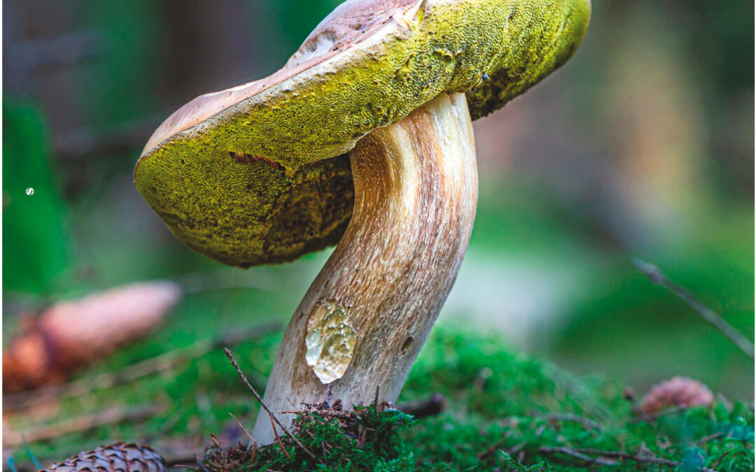 Semana Sostenible regresa con ejemplar impreso