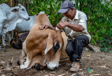 La experiencia de ganaderos de Montes de María con la silvopastura